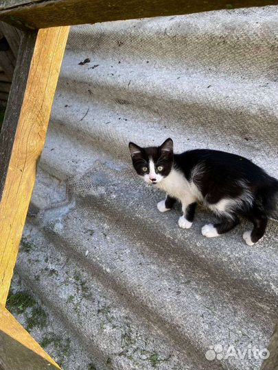 Отдаю котят в добрые руки