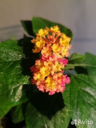 Лантана черенки