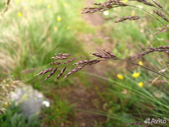 Семена овсяницы красной