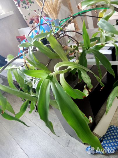 Золотой ус цветок