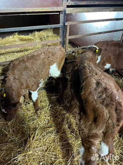 Ч Телята Симменталы и др