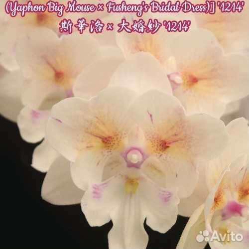 Орхидея Попкорн