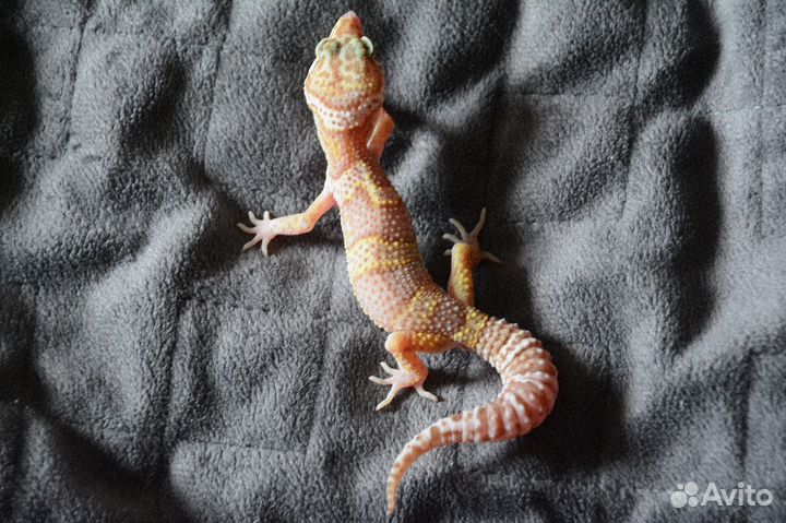 Геккон эублефар, самки и самцы