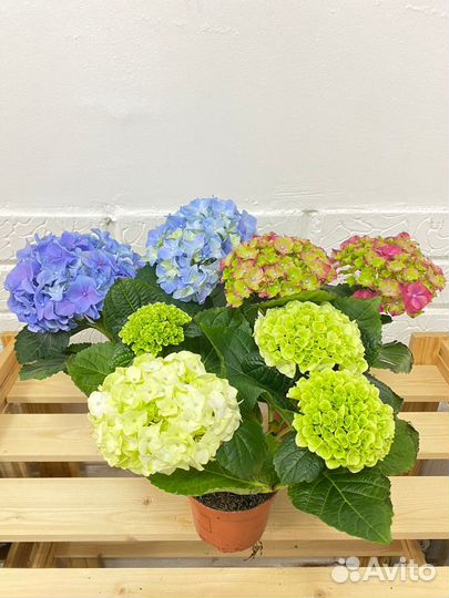 Гортензия микс 10 25