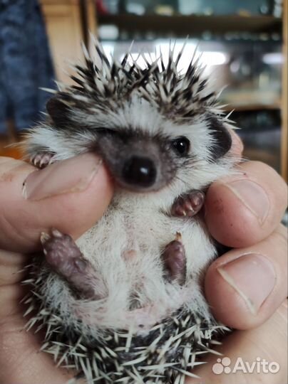 Ёжик африканский карликовый