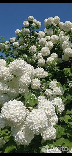 Калина Бульденеж