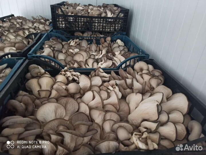 Грибы вешенка