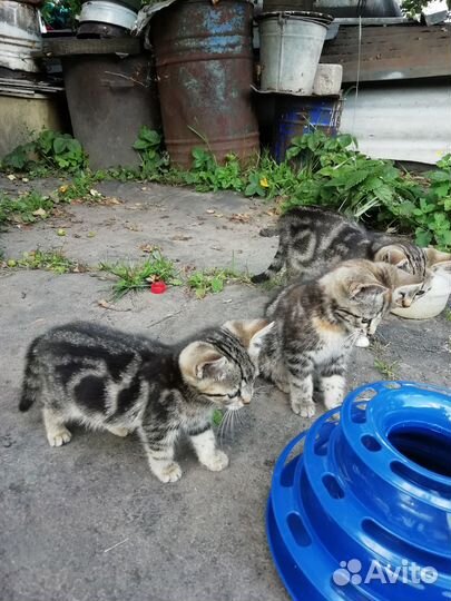 Котята в добрые руки от крысоловки