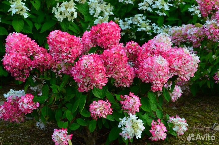 Гортензия 'Даймонд Руж'