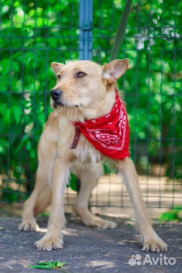 Бородатик спаси из приюта