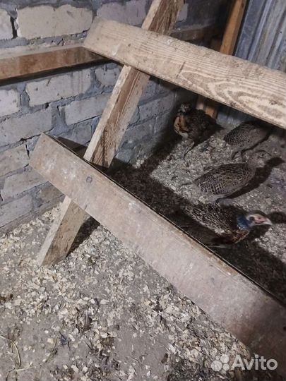 Фазан охотничий