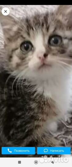 Отдам котенка