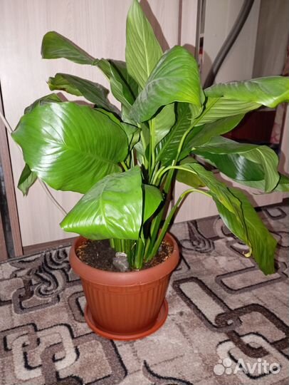 Продам цветы комнатные