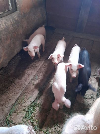 Поросята