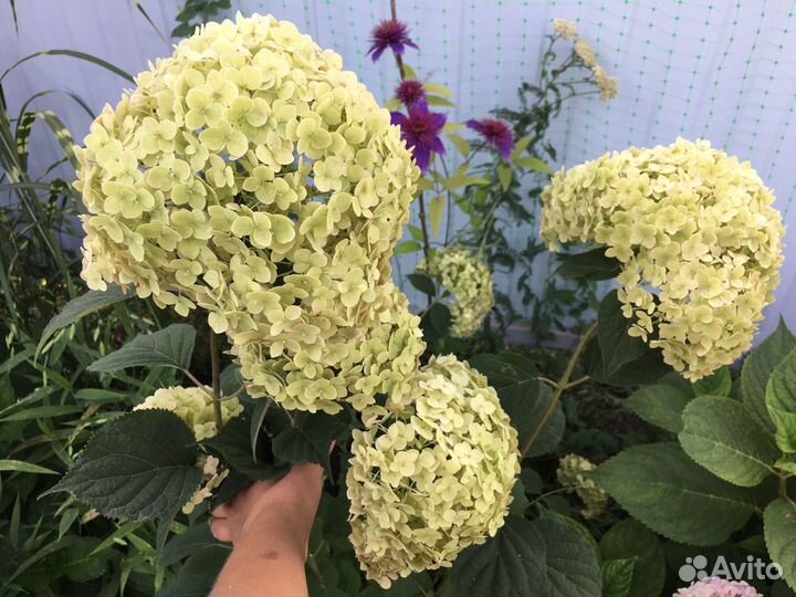 Гортензия древовидная зимостойкая