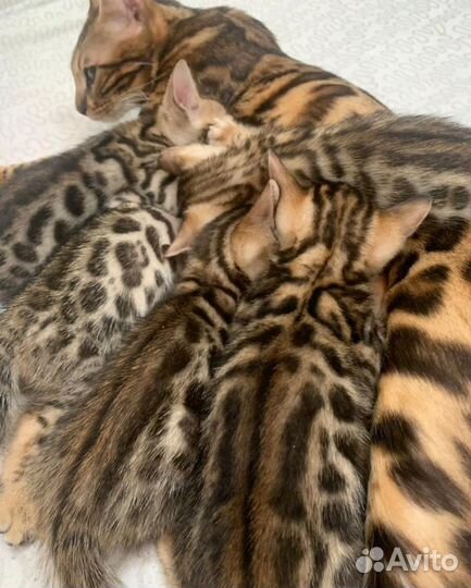 Бенгальские котята