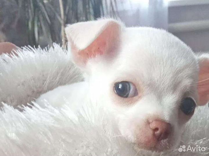 Ветеринарный врач-хирург к Вам на дом