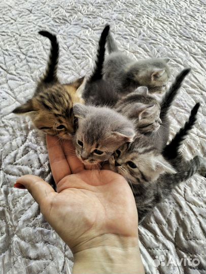Котята в добрые руки
