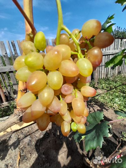 Черенки (чубуки ) винограда модные.и классика