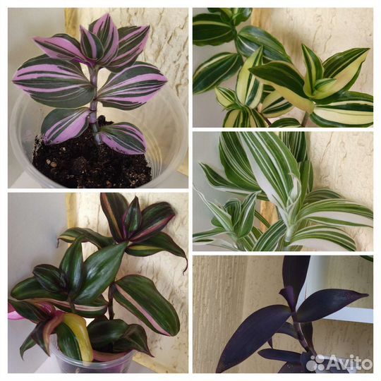 Традесканция