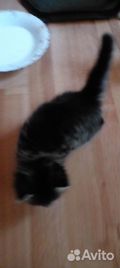 Продам котят