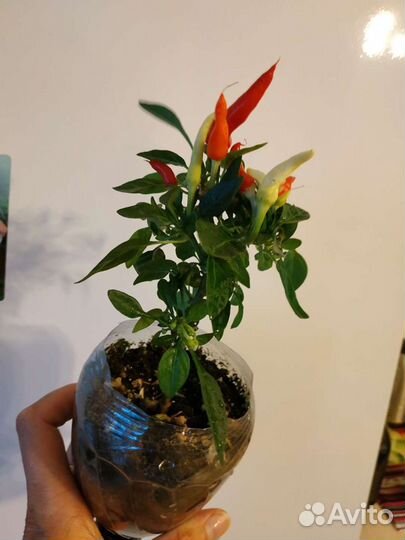 Комнатные растения рассада перец острый домашний