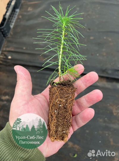 Сосна зкс окс сеянцы Ель Лиственница Голуб Горная