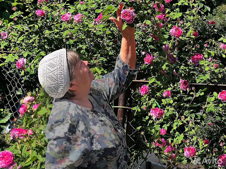 Роза уральская, махровая 2 шт