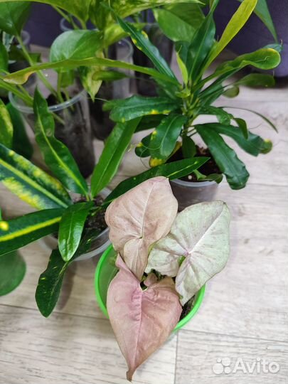 Комнатные растения цветы