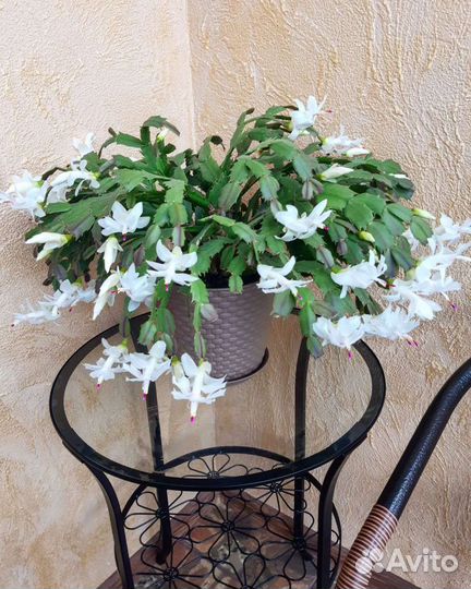 Цветок декабрист белый