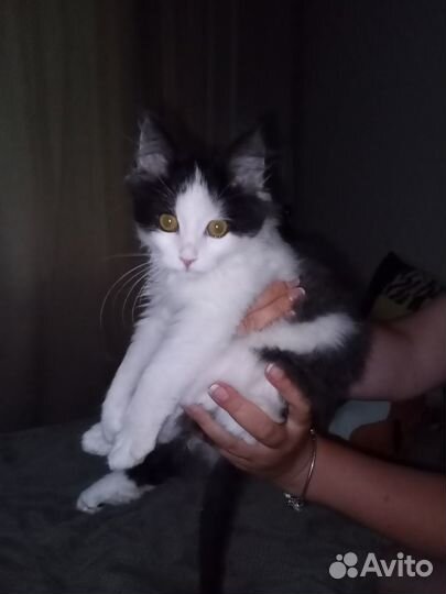 Котенок в добрые руки
