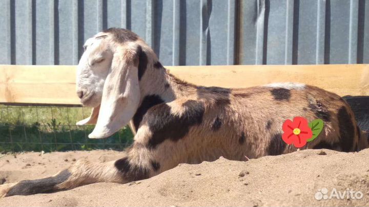 Нубийский козел