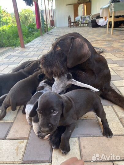 Продаю щенков Дратхаар