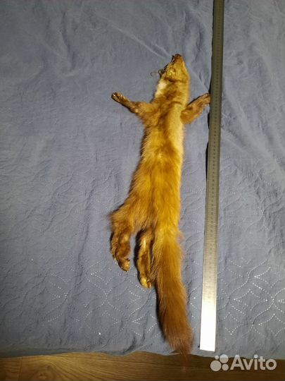 Шкурки животных