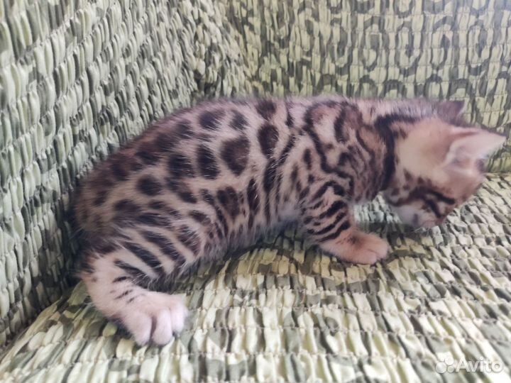 Бенгальские котята
