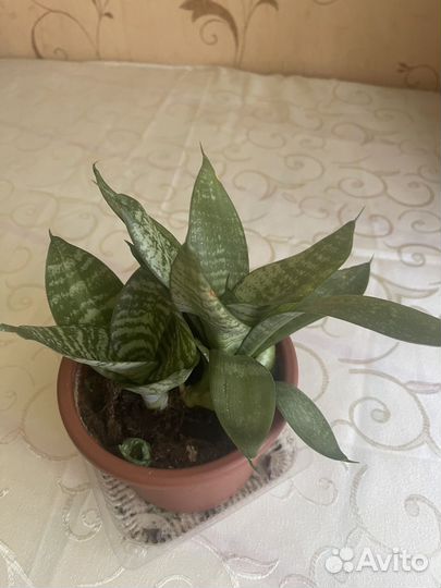 Сансевиерия