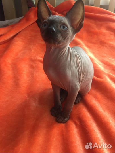 Котенок сфинкс