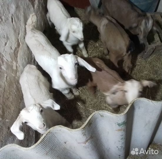 Нубийские козлята