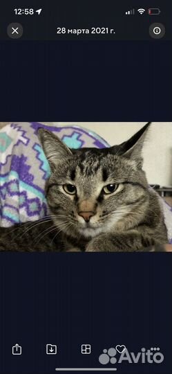 Кошки курильский бобтейл