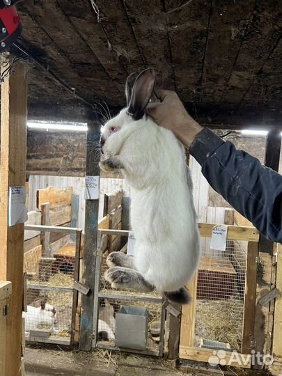 Кролики калифорния