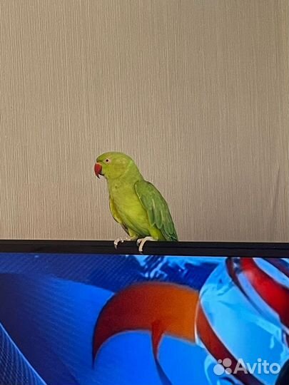 Ожереловый попугай (самка) с клеткой