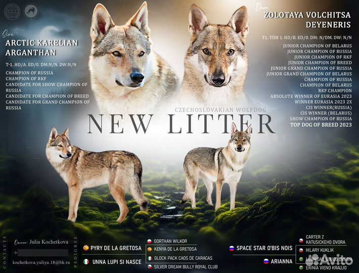 Щенки чехословацкого влчака