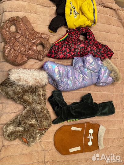 Вещи на маленькую собачку