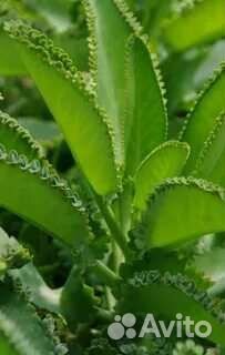 Выскочка белая,каланхоэ лечебный, хлорофитум