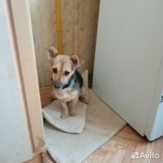 Маленькая собака в добрые руки