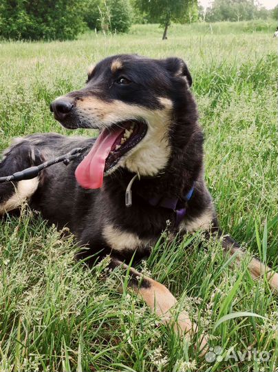 Скромный нежный пес Марк ищет семью