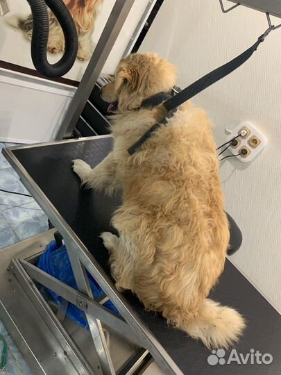 Груминг больших и средних пород