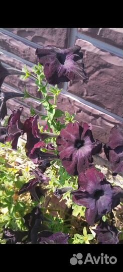 Рассада петунии