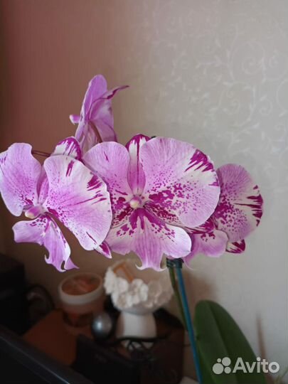 Орхидея фаленопсис