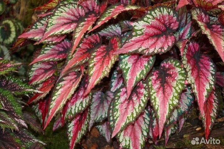 Бегонии свежий срез 11 сортов